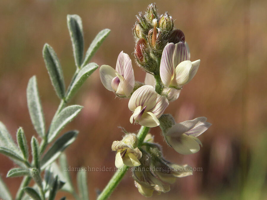 buckwheat milk-vetch (Astragalus caricinus) [Saddle Mountains, Grant County, Washington]