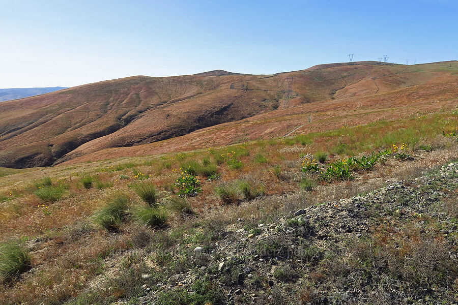 Saddle Mountains [Saddle Mountains, Grant County, Washington]