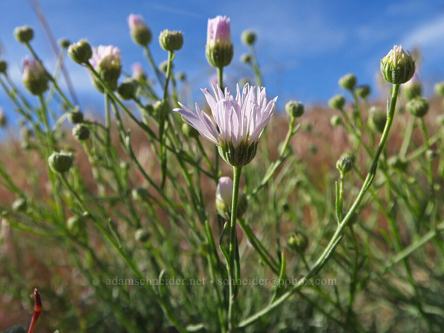 thread-leaf fleabane (Erigeron filifolius) [Saddle Mountains, Grant County, Washington]