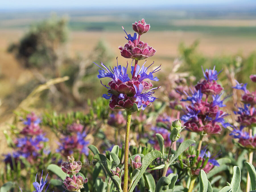 purple sage (Salvia dorrii) [Saddle Mountains, Grant County, Washington]