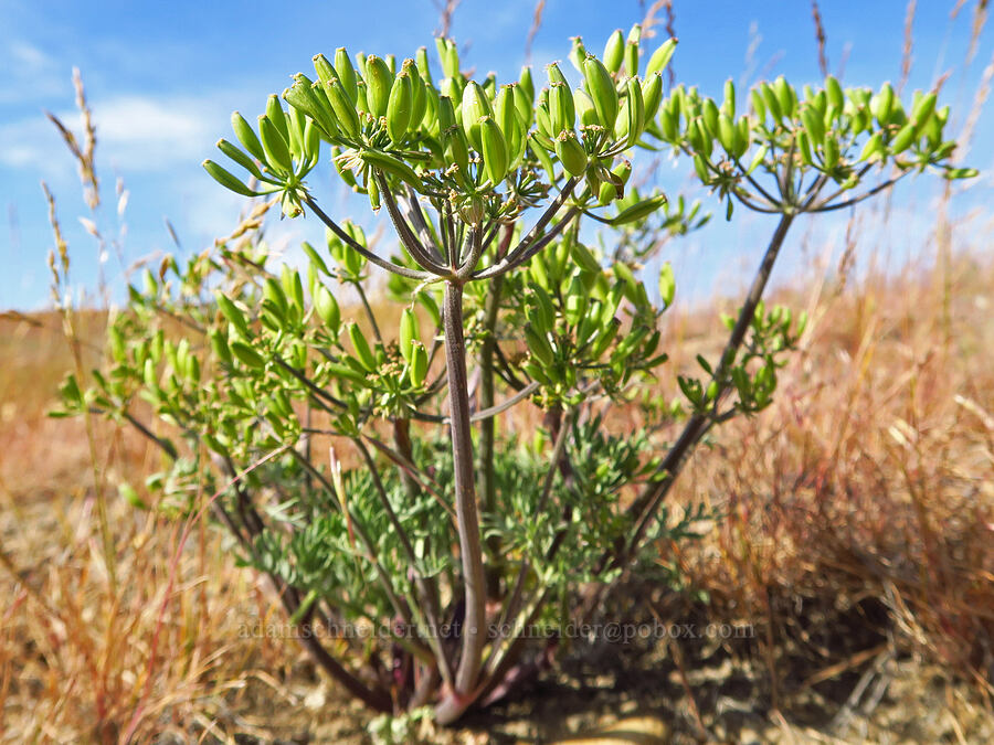 big-seed biscuitroot, going to seed (Lomatium macrocarpum) [Saddle Mountains, Grant County, Washington]