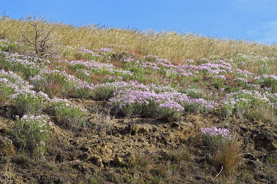 long-leaf phlox (Phlox longifolia) [Saddle Mountains, Grant County, Washington]