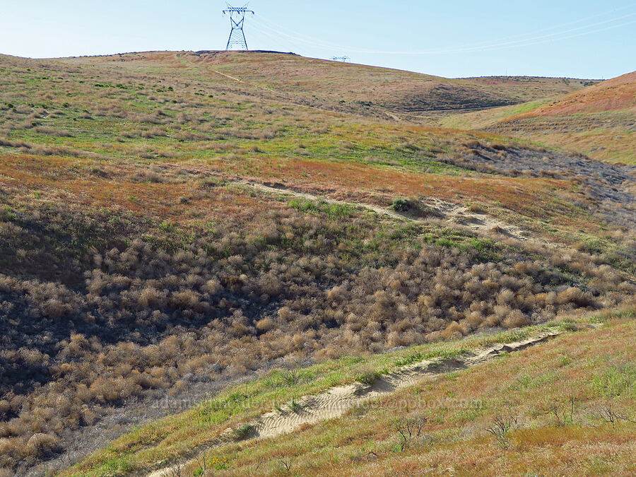 gully full of tumbleweeds (Salsola tragus (Kali tragus)) [Saddle Mountains, Grant County, Washington]