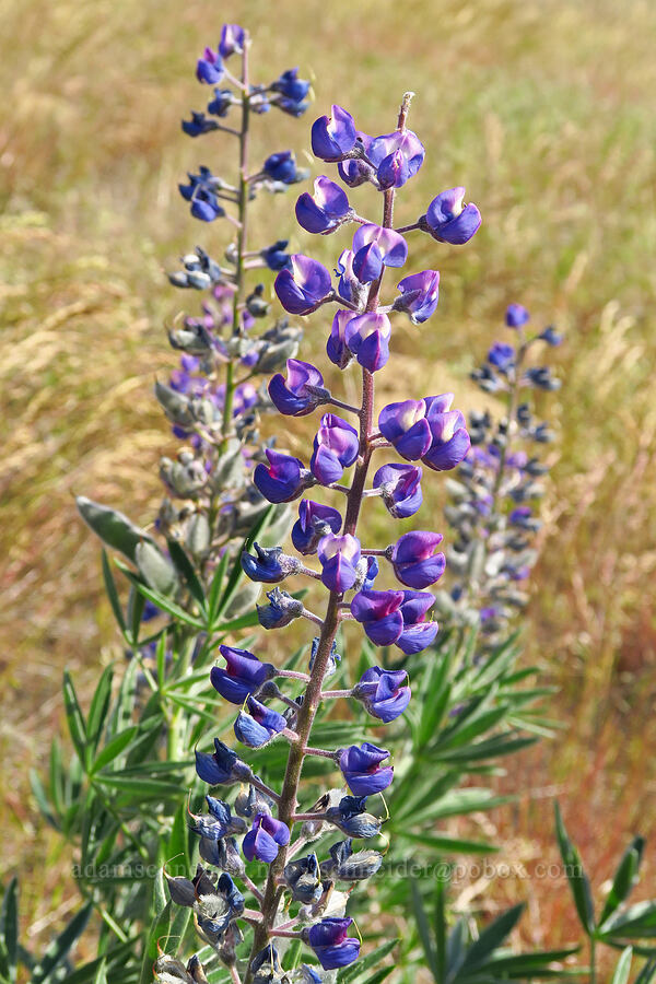 lupine (Lupinus sp.) [Saddle Mountains, Grant County, Washington]