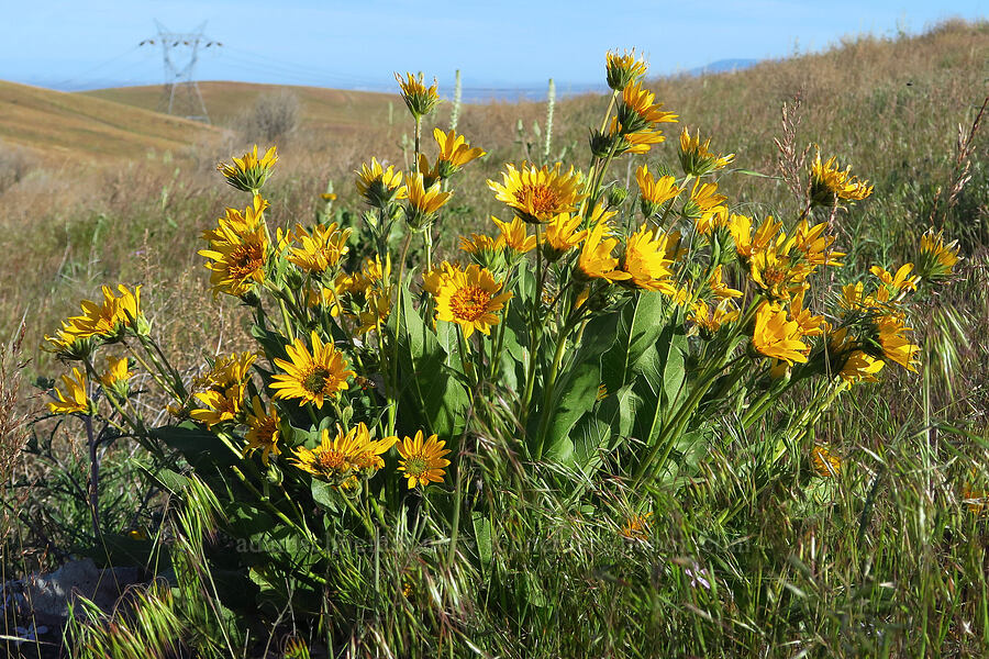 Carey's balsamroot (Balsamorhiza careyana) [Saddle Mountains, Grant County, Washington]