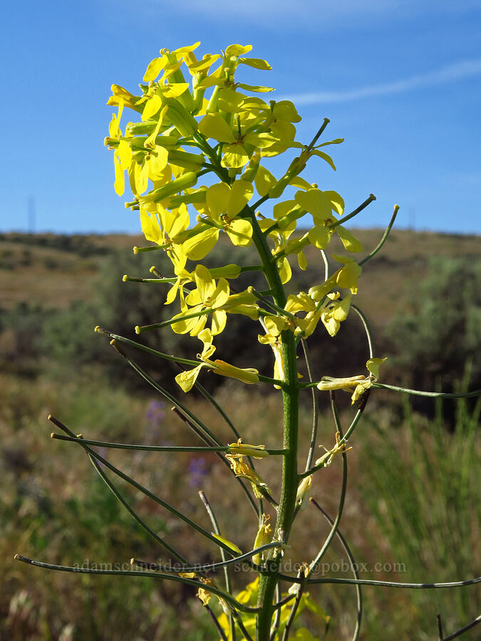 wallflower (Erysimum capitatum) [Saddle Mountains, Grant County, Washington]