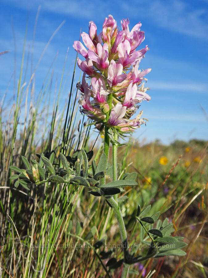 Columbia milk-vetch (Astragalus succumbens) [Saddle Mountains, Grant County, Washington]