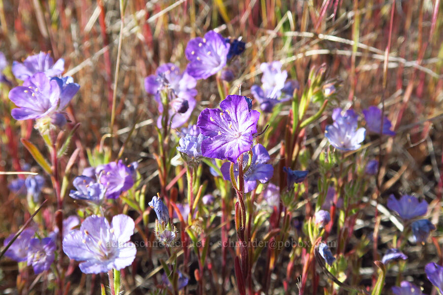 thread-leaf phacelia (Phacelia linearis) [Saddle Mountains, Grant County, Washington]