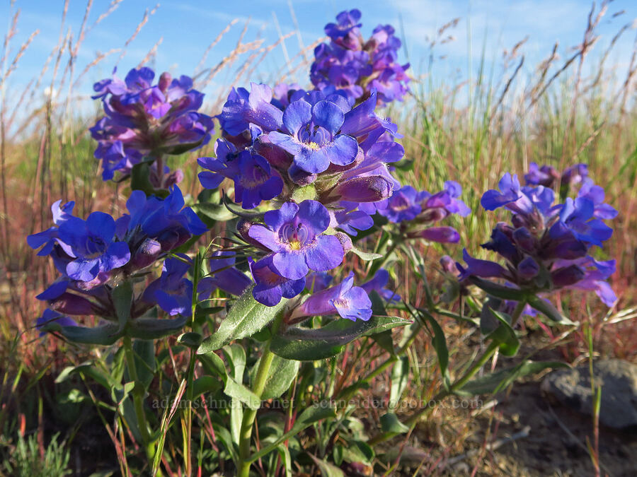 Whited's fuzzy-tongue penstemon (Penstemon eriantherus var. whitedii) [Saddle Mountains, Grant County, Washington]