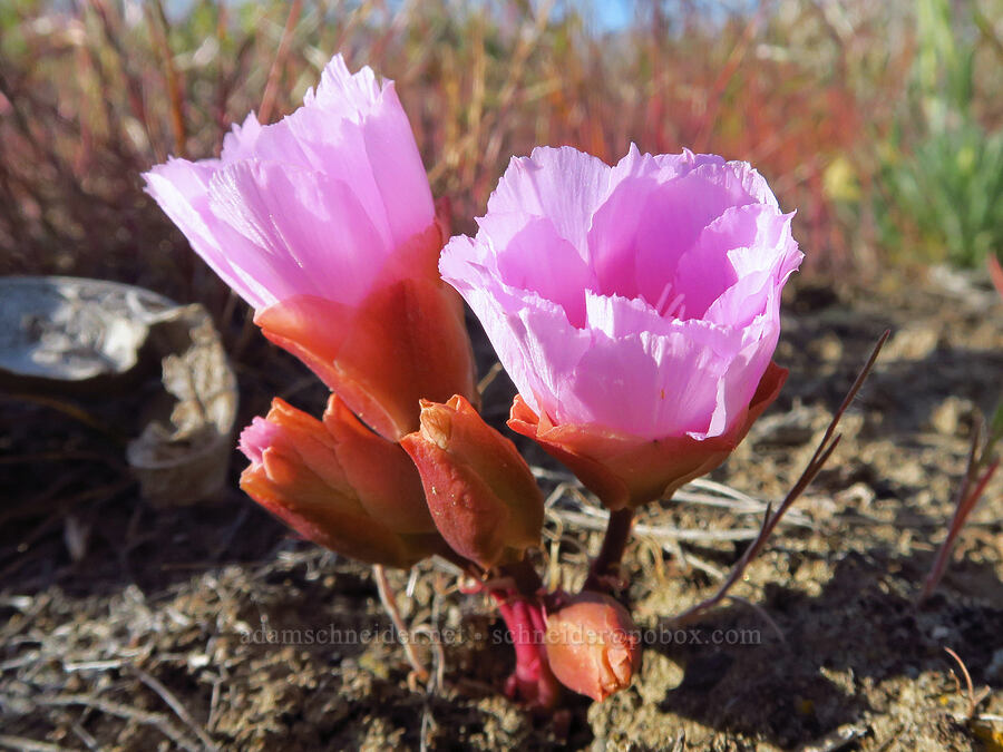 bitterroot (Lewisia rediviva) [Saddle Mountains, Grant County, Washington]