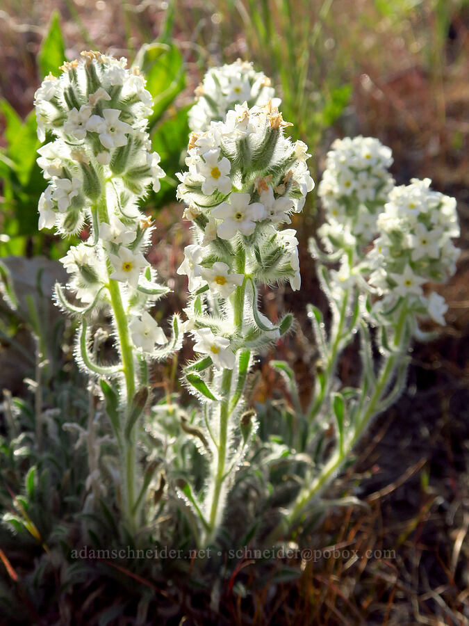 cock's-comb cryptantha (Oreocarya glomerata (Cryptantha celosioides)) [Saddle Mountains, Grant County, Washington]