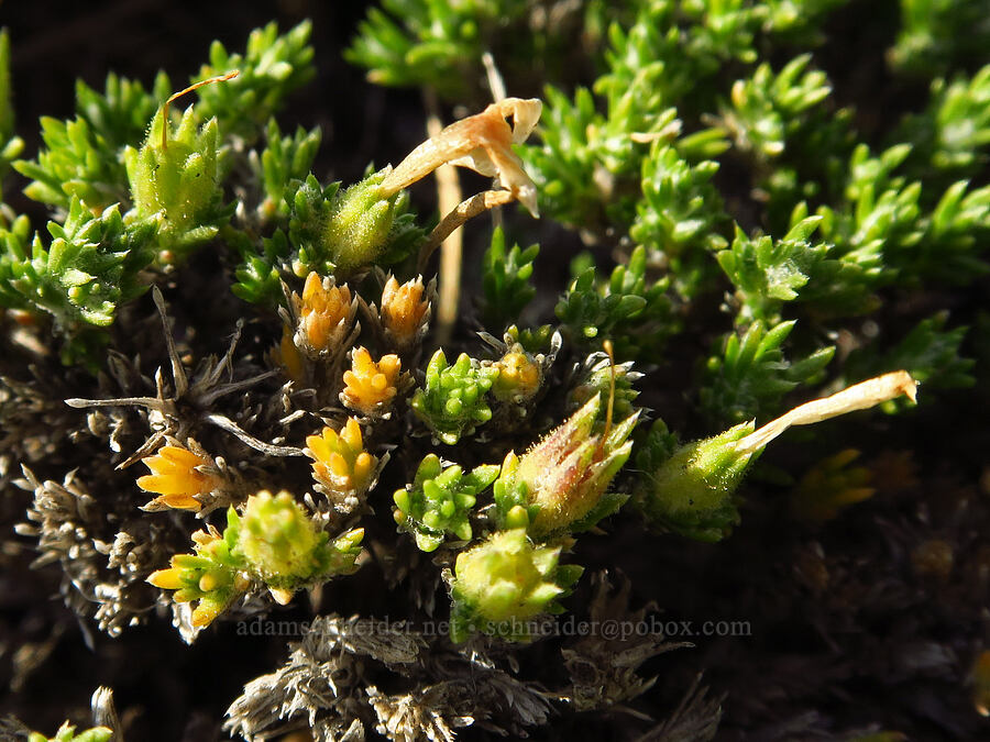 Douglas' phlox, going to seed (Phlox douglasii (Phlox caespitosa)) [Saddle Mountains, Grant County, Washington]