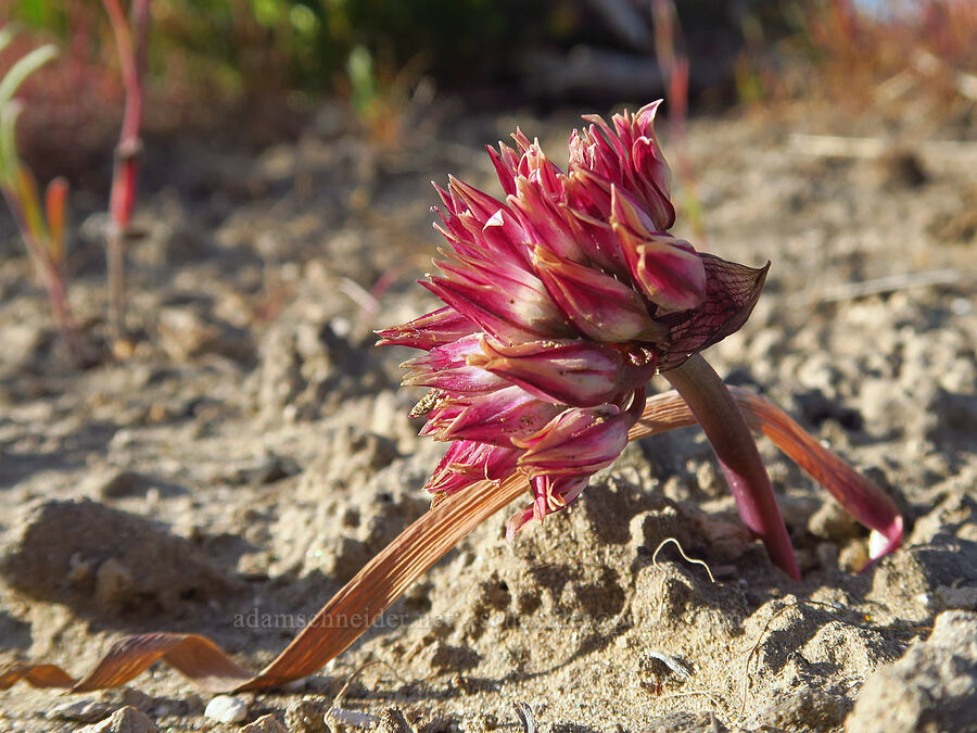 Robinson's onion (Allium robinsonii) [Saddle Mountains, Grant County, Washington]