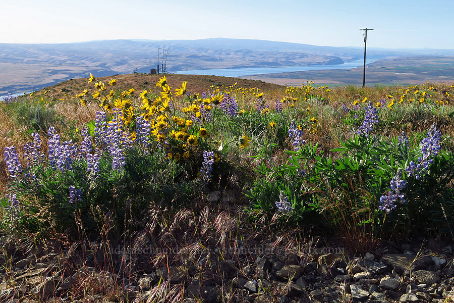 lupine & balsamroot (Lupinus sp., Balsamorhiza careyana) [Saddle Mountains, Grant County, Washington]