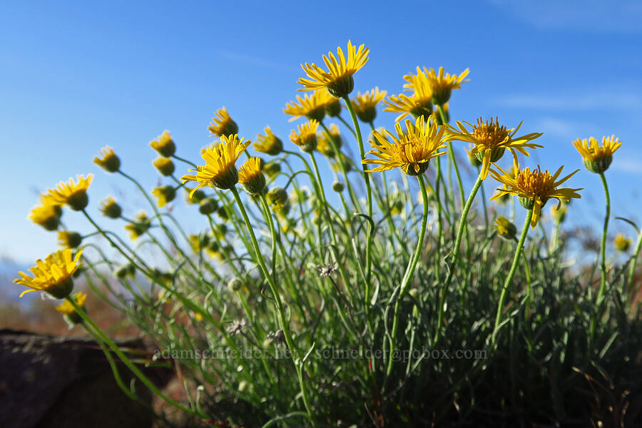 desert yellow daisies/fleabane (Erigeron linearis) [Saddle Mountains, Grant County, Washington]