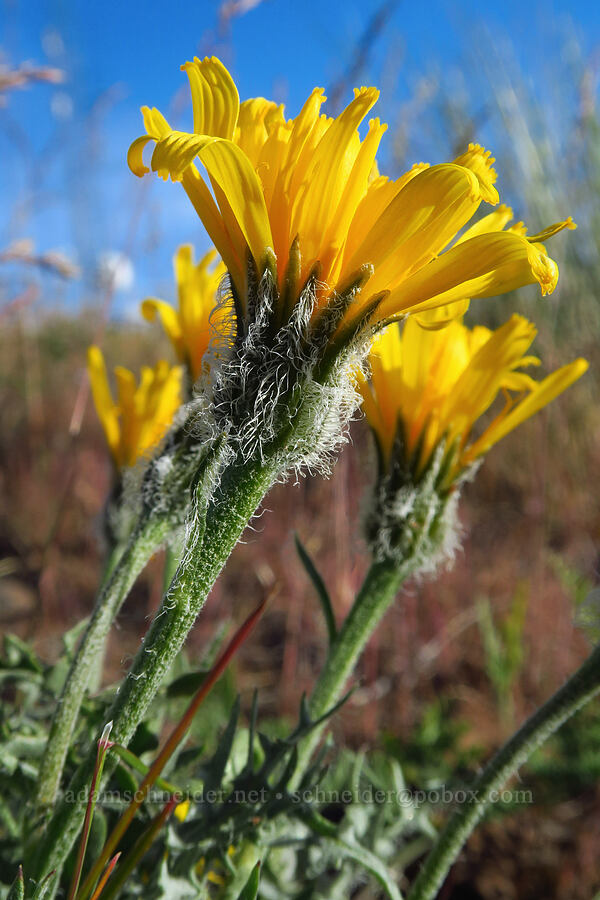 Modoc hawksbeard (Crepis modocensis) [Saddle Mountains, Grant County, Washington]