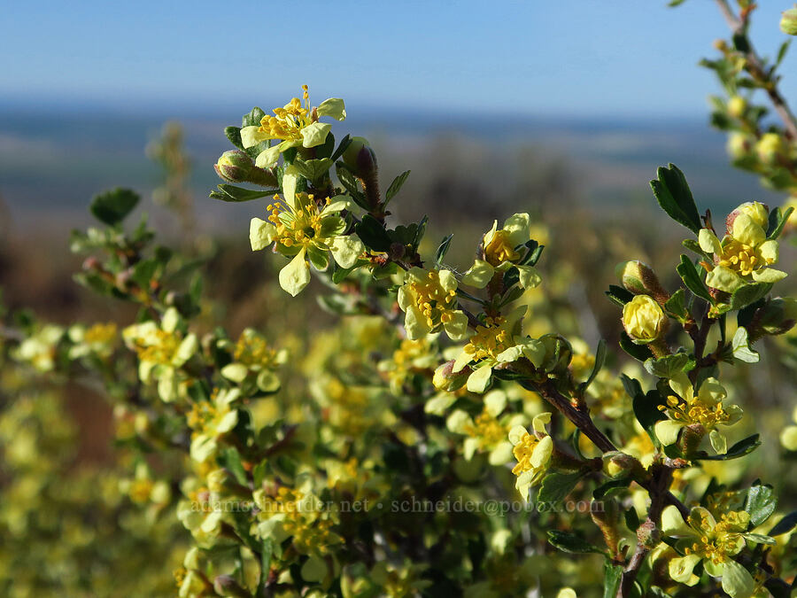 antelope bitter-brush (Purshia tridentata) [Saddle Mountains, Grant County, Washington]