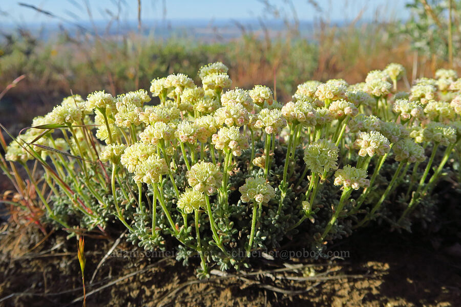 thyme-leaf buckwheat (Eriogonum thymoides) [Saddle Mountains, Grant County, Washington]