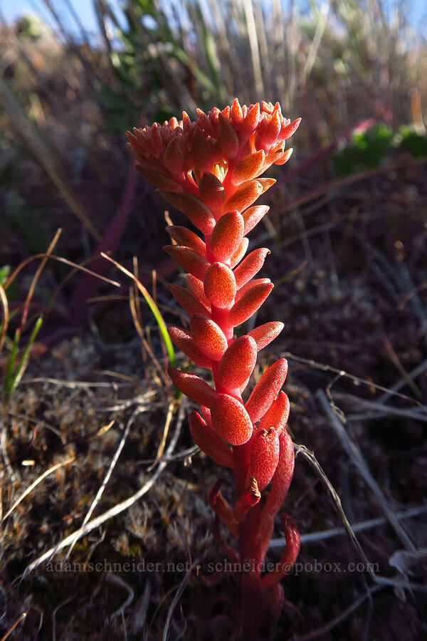 lance-leaf stonecrop, budding (Sedum lanceolatum) [Saddle Mountains, Grant County, Washington]