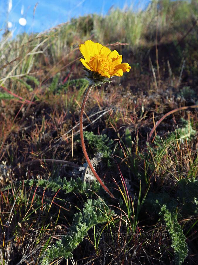 Hooker's balsamroot (Balsamorhiza hookeri) [Saddle Mountains, Grant County, Washington]