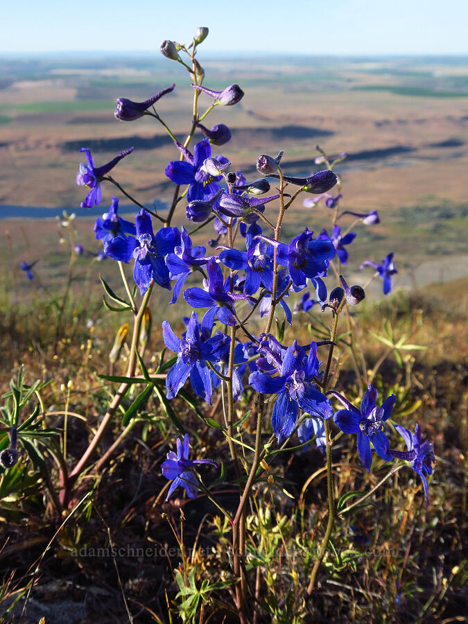 upland larkspur (Delphinium nuttallianum) [Saddle Mountains, Grant County, Washington]