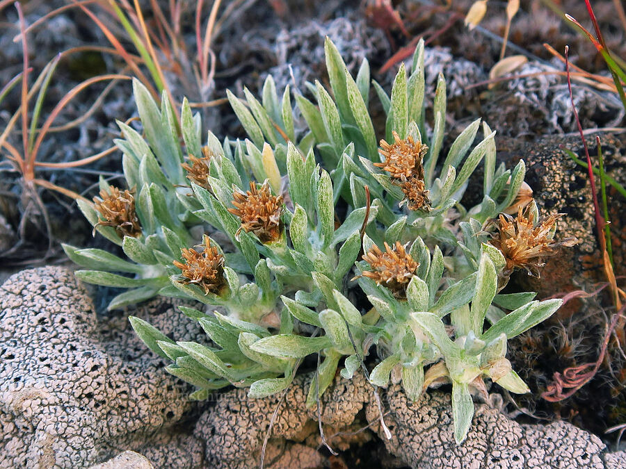 low pussy-toes (male flowers) (Antennaria dimorpha) [Saddle Mountains, Grant County, Washington]