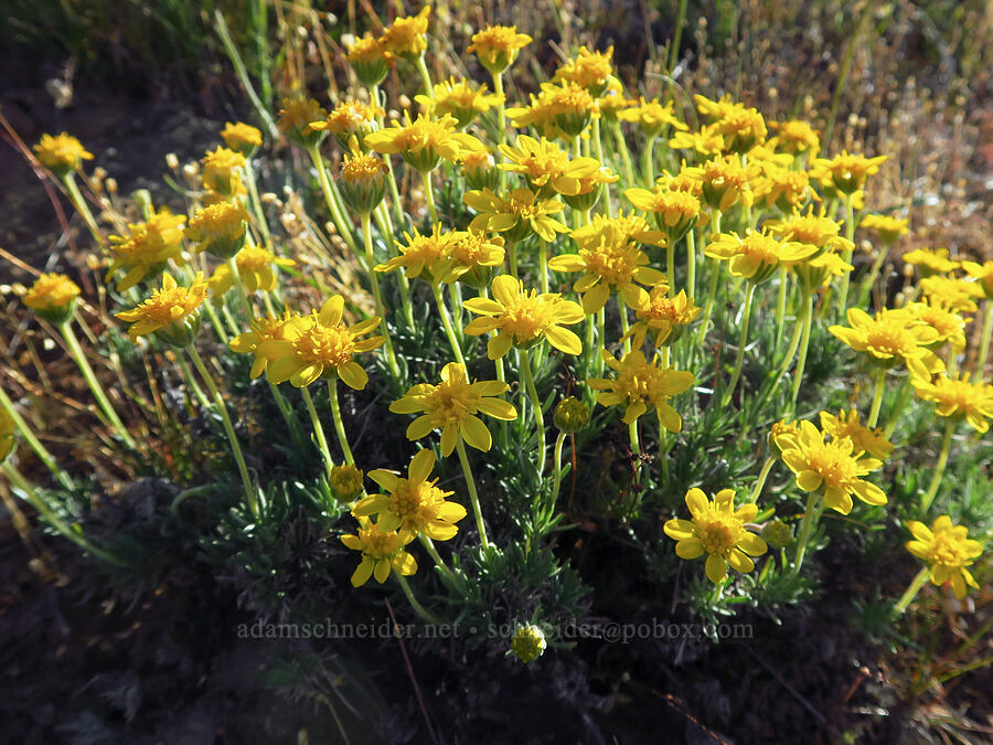 narrow-leaf goldenweed (Nestotus stenophyllus (Haplopappus stenophyllus)) [Saddle Mountains, Grant County, Washington]