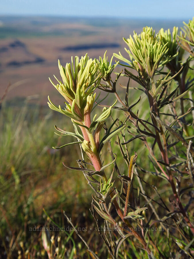 Thompson's paintbrush (Castilleja thompsonii) [Saddle Mountains, Grant County, Washington]