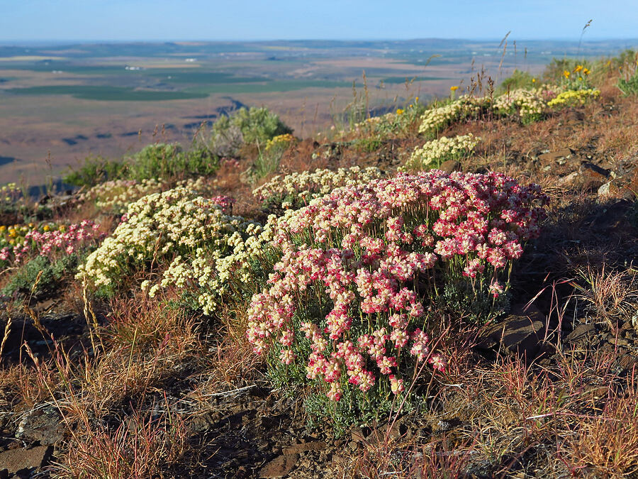 thyme-leaf buckwheat (Eriogonum thymoides) [Saddle Mountains, Grant County, Washington]