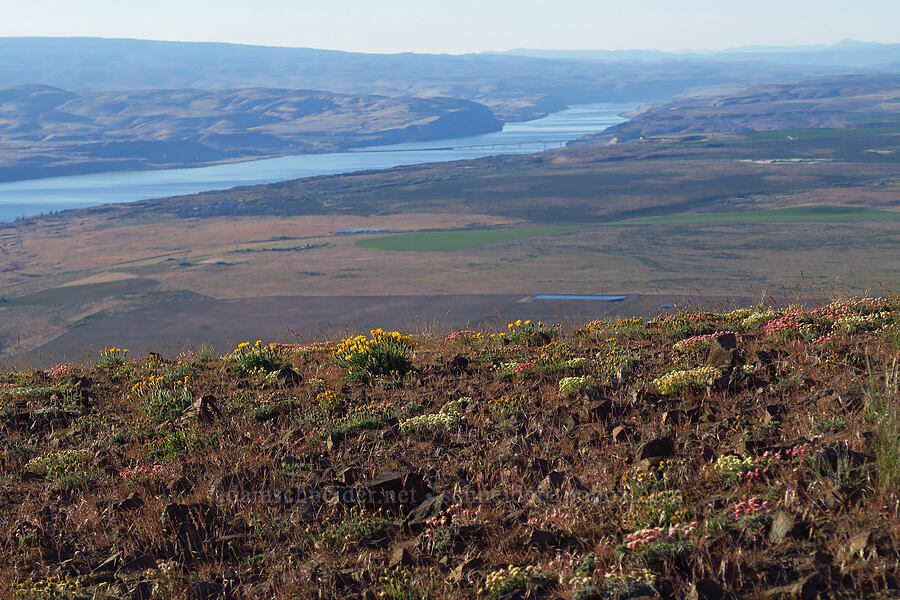 wildflowers & the Columbia River [Saddle Mountains, Grant County, Washington]