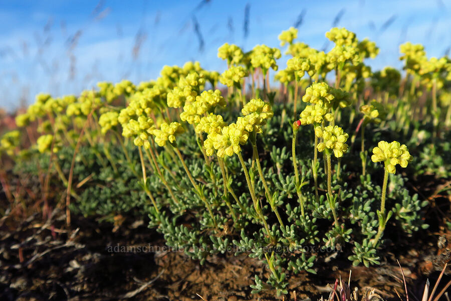 buckwheat (which?) (Eriogonum sp.) [Saddle Mountains, Grant County, Washington]