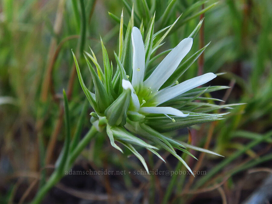 Franklin's sandwort (Eremogone franklinii (Arenaria franklinii)) [Saddle Mountains, Grant County, Washington]