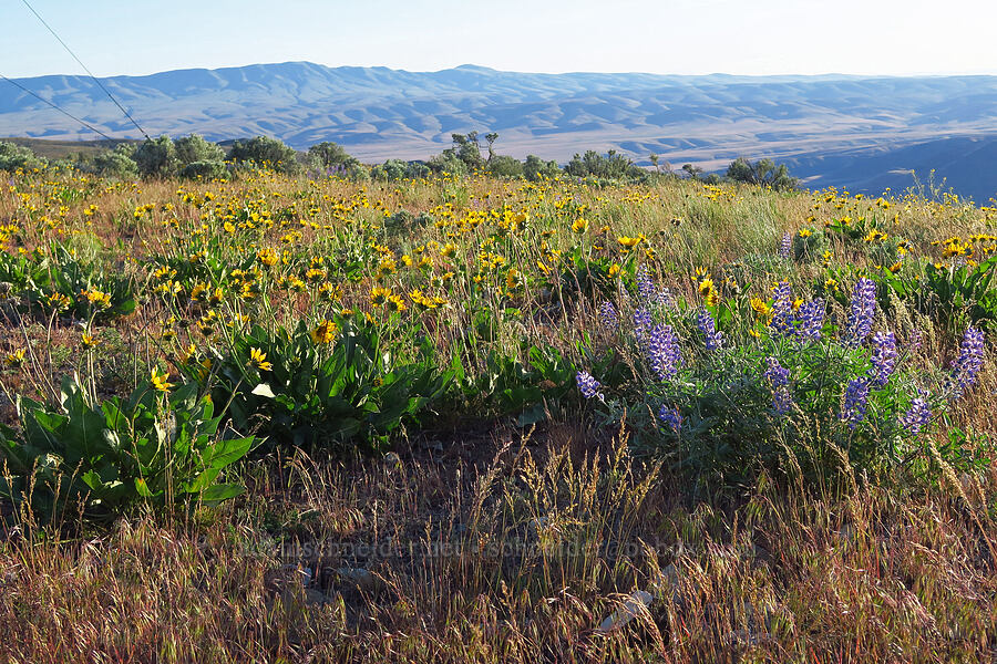 Carey's balsamroot & lupine (Balsamorhiza careyana, Lupinus sp.) [Saddle Mountains, Grant County, Washington]