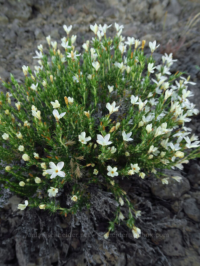 granite prickly-phlox (Linanthus pungens (Leptodactylon pungens)) [Saddle Mountains, Grant County, Washington]