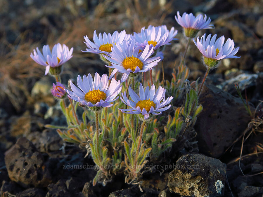 cushion fleabane (Erigeron poliospermus) [Saddle Mountains, Grant County, Washington]