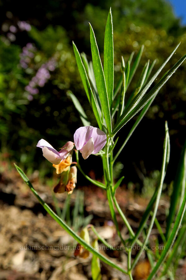 Lanszwert's pea-vine (Lathyrus lanszwertii) [Tygh Creek Trailhead, Mt. Hood National Forest, Wasco County, Oregon]