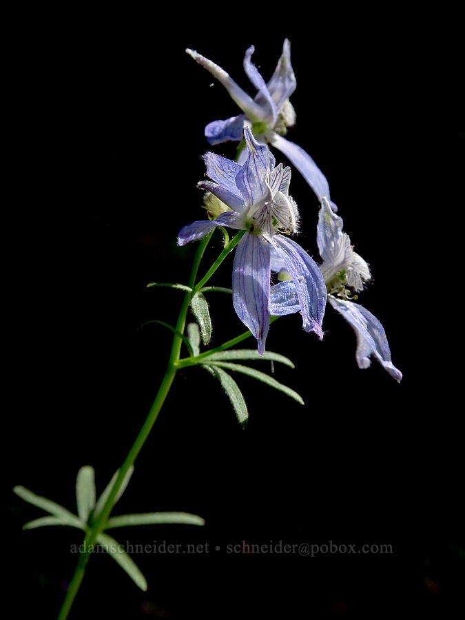 upland larkspur (Delphinium nuttallianum) [Tygh Creek Trail, Mt. Hood National Forest, Wasco County, Oregon]