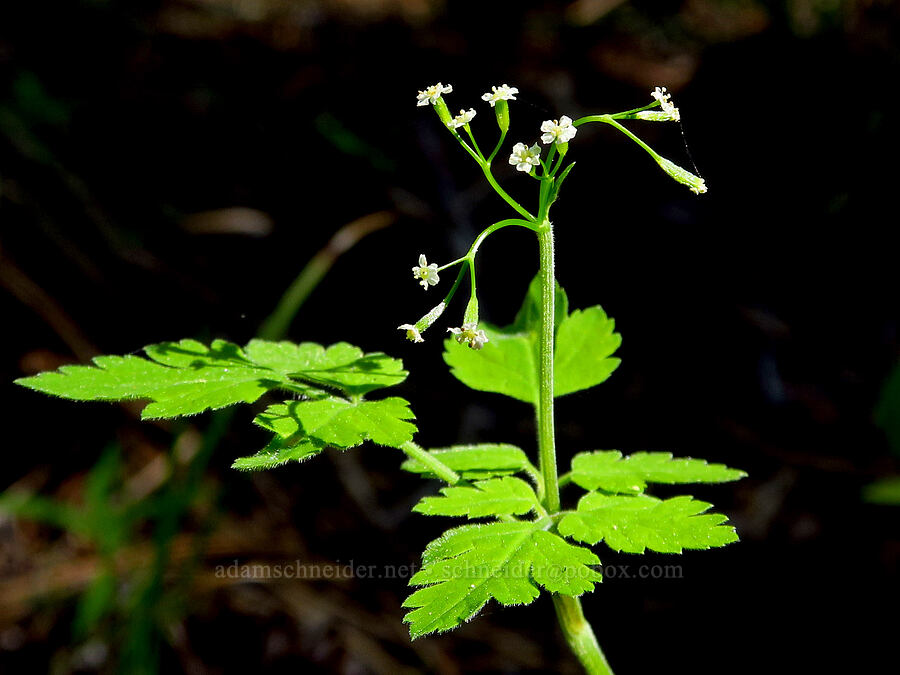 mountain sweet-cicely (Osmorhiza berteroi) [Tygh Creek Trail, Mt. Hood National Forest, Wasco County, Oregon]