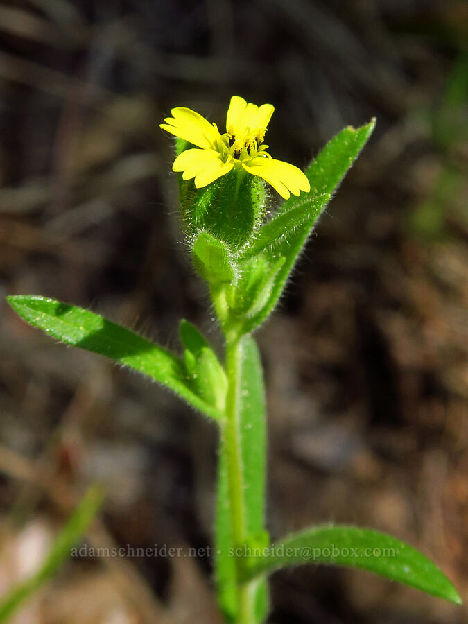 slender tarweed (Madia gracilis) [Tygh Creek Trail, Mt. Hood National Forest, Wasco County, Oregon]