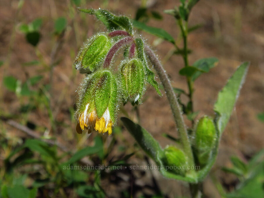 rayless arnica (Arnica discoidea) [Tygh Creek Trail, Mt. Hood National Forest, Wasco County, Oregon]