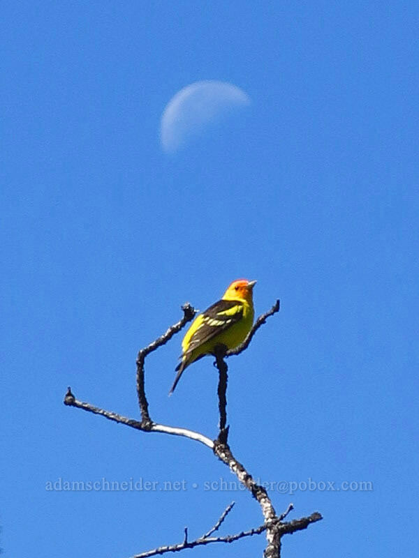 western tanager (Piranga ludoviciana) [Tygh Creek Trail, Mt. Hood National Forest, Wasco County, Oregon]