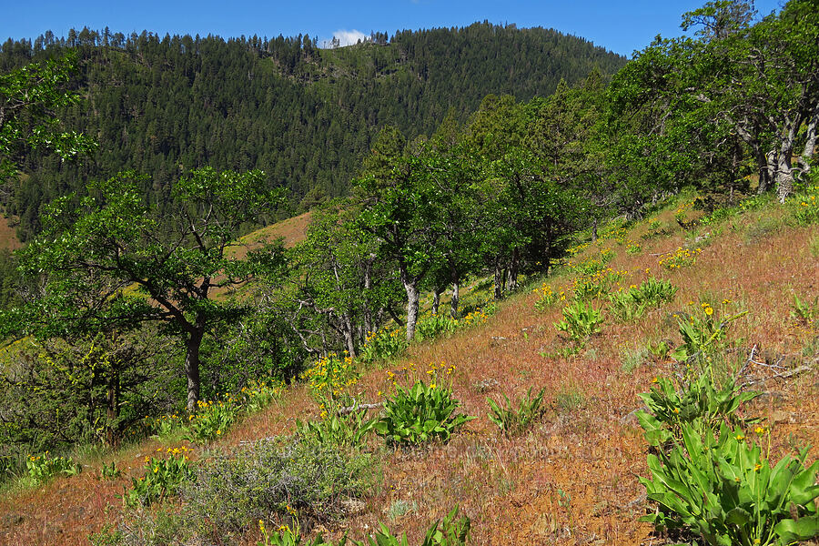 Carey's balsamroot (Balsamorhiza careyana) [Tygh Creek Trail, Mt. Hood National Forest, Wasco County, Oregon]