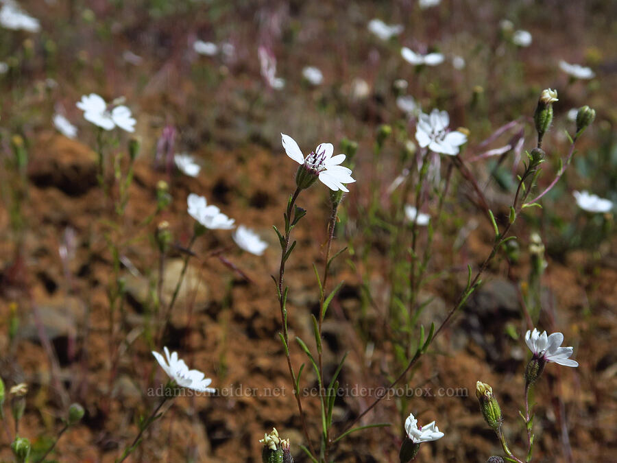 rough eyelash-weed (Blepharipappus scaber) [Tygh Creek Trail, Mt. Hood National Forest, Wasco County, Oregon]