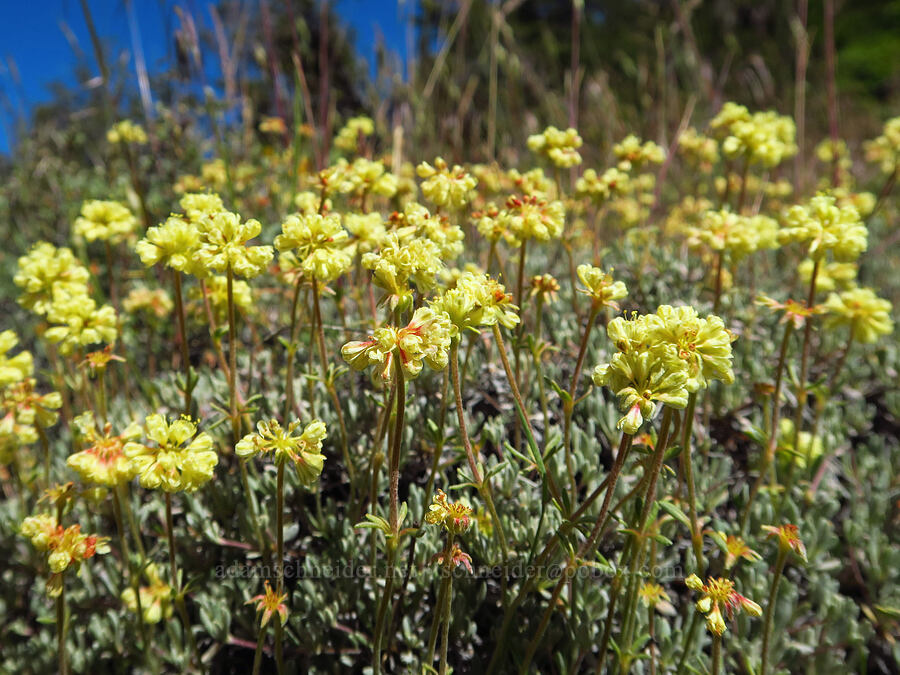 rock buckwheat (Eriogonum sphaerocephalum) [Tygh Creek Trail, Mt. Hood National Forest, Wasco County, Oregon]