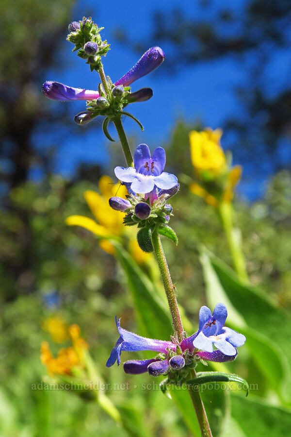 lowly penstemon (Penstemon humilis) [Tygh Creek Trail, Mt. Hood National Forest, Wasco County, Oregon]