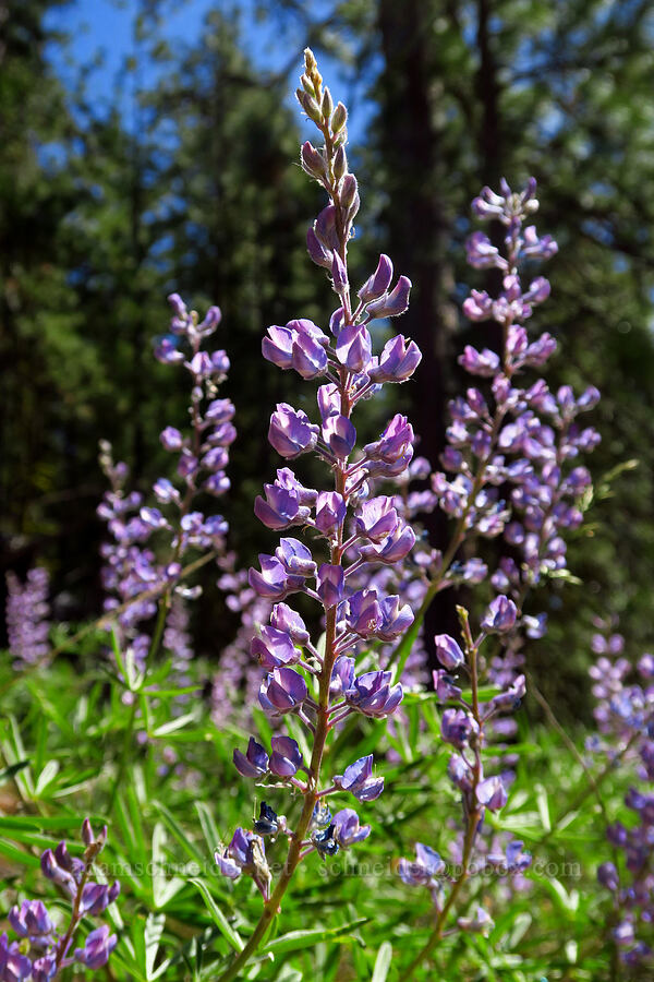 spurred lupine (Lupinus arbustus) [Tygh Creek Trail, Mt. Hood National Forest, Wasco County, Oregon]