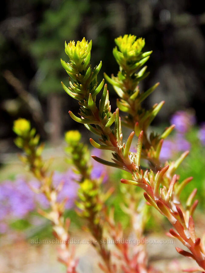 worm-leaf stonecrop, budding (Sedum stenopetalum) [Hootnanny Point, Mt. Hood National Forest, Wasco County, Oregon]