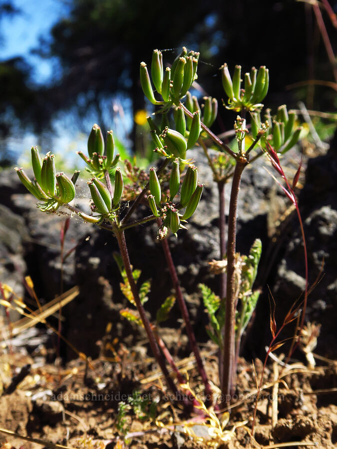 big-seed biscuitroot, going to seed (Lomatium macrocarpum) [Hootnanny Point, Mt. Hood National Forest, Wasco County, Oregon]