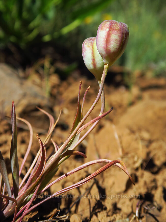 yellow bells, going to seed (Fritillaria pudica) [Hootnanny Point, Mt. Hood National Forest, Wasco County, Oregon]