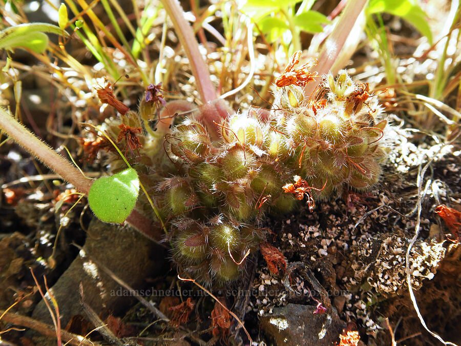 alpine ball-head waterleaf, going to seed (Hydrophyllum alpestre (Hydrophyllum capitatum var. alpinum)) [Hootnanny Point, Mt. Hood National Forest, Wasco County, Oregon]